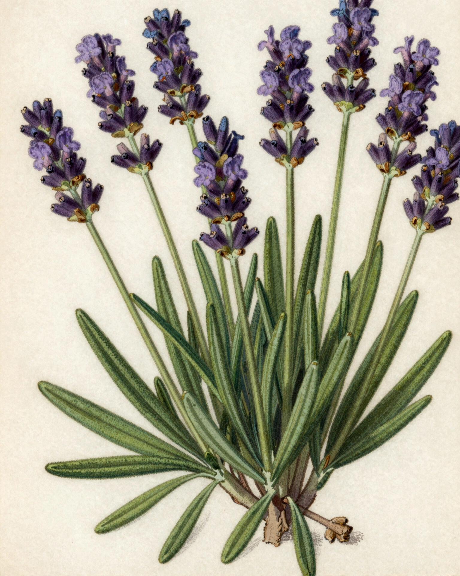 French Lavender