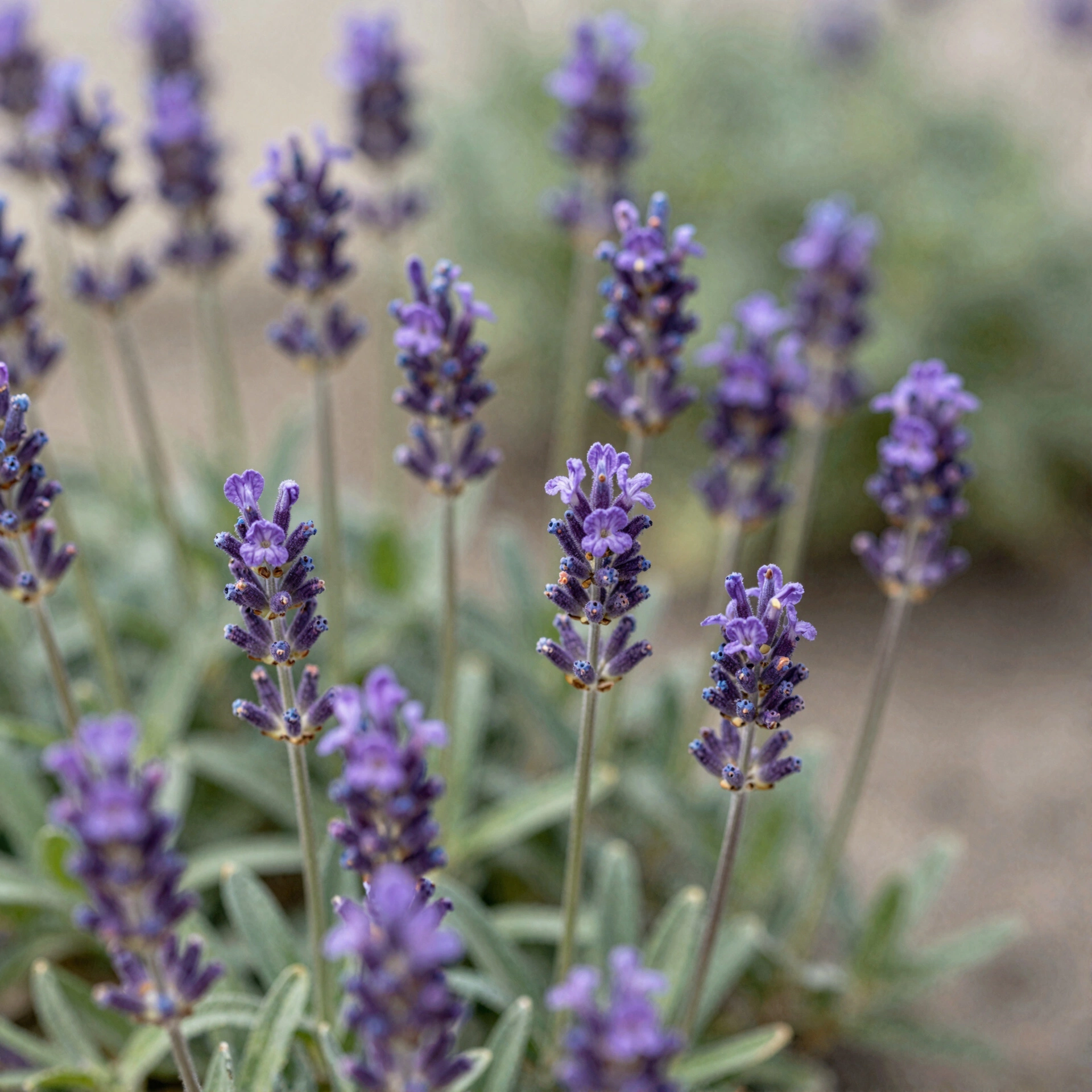 Lavender