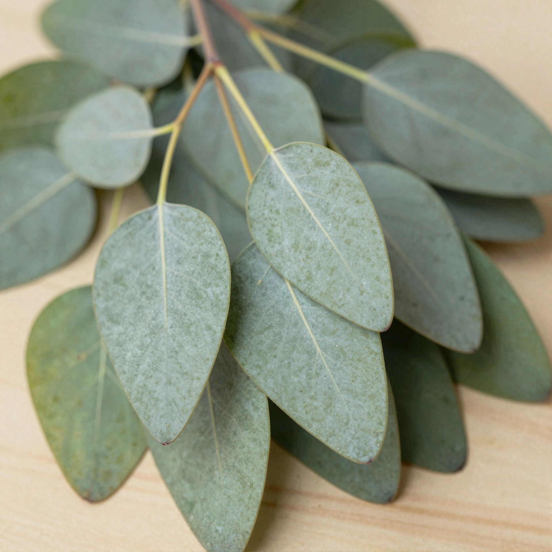 Eucalyptus