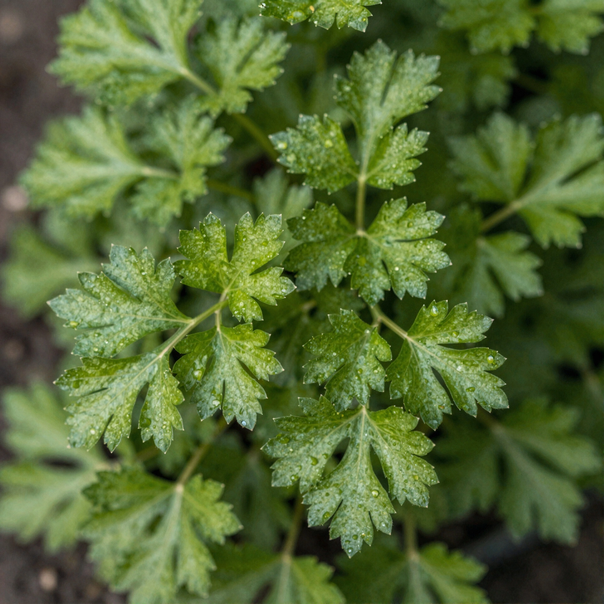 Parsley