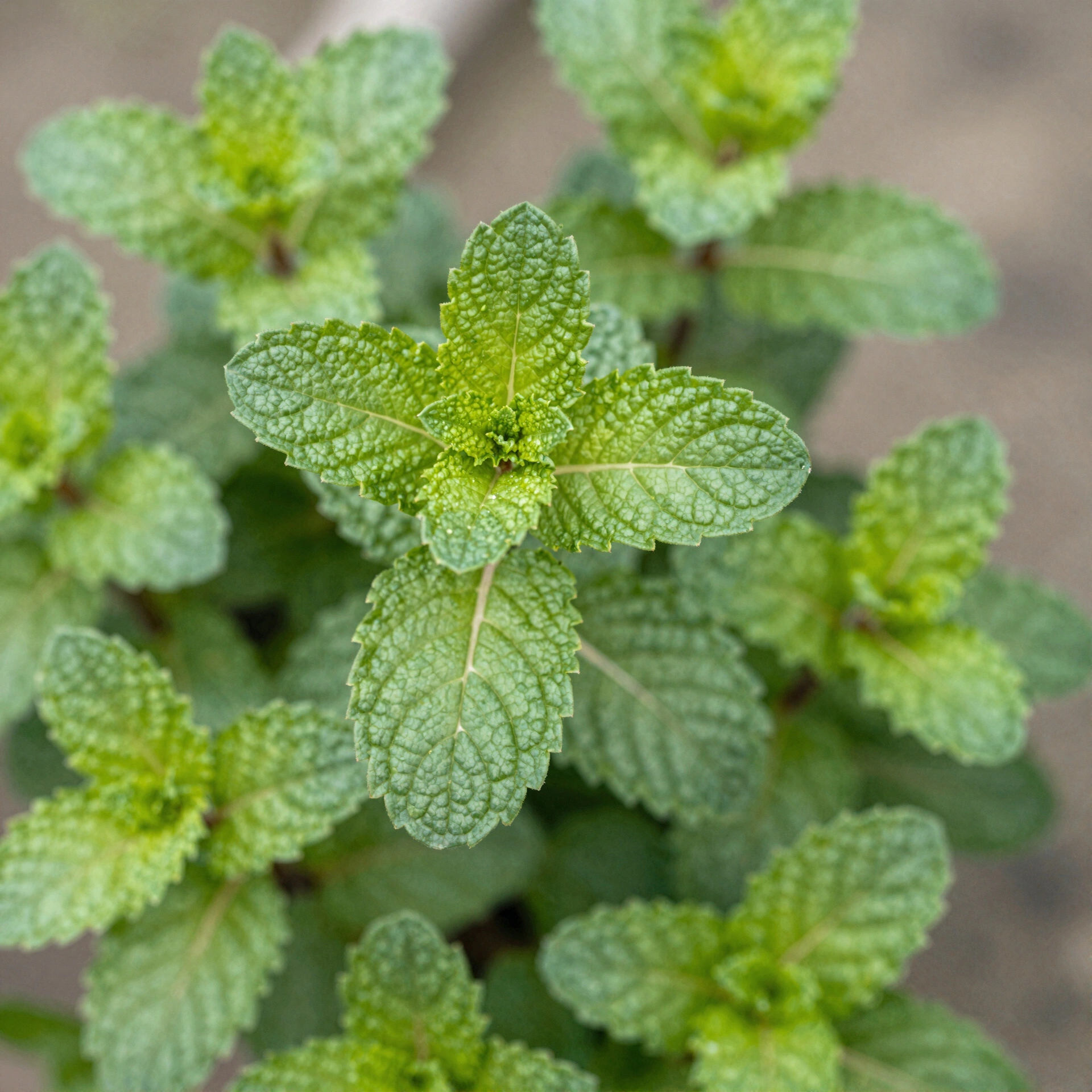 Peppermint